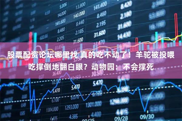 股票配资论坛哪里找 真的吃不动了！羊驼被投喂吃撑倒地翻白眼？动物园：不会撑死